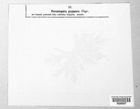 Plasmoverna pygmaea image